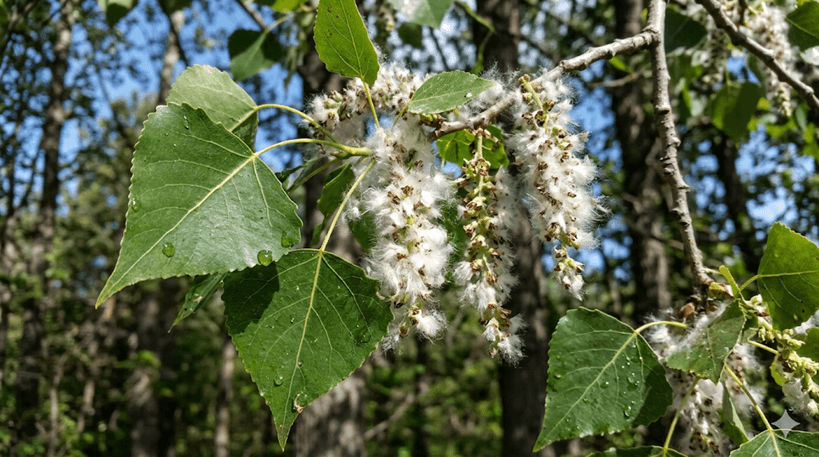 Eastern Cottonwood